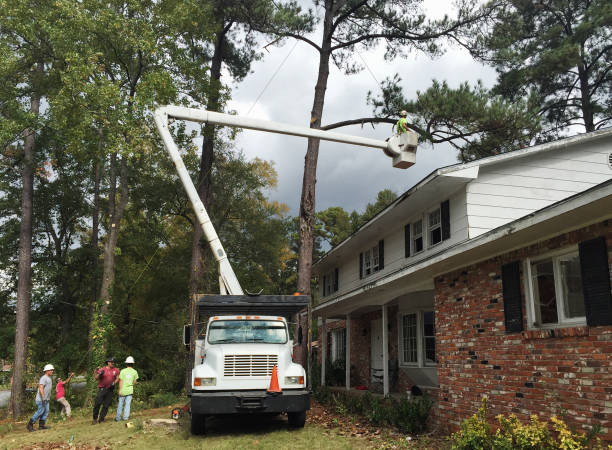 How Our Tree Care Process Works  in  Salisbury, NC